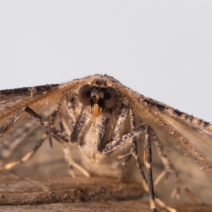 Ectropis excursaria at Jerrabomberra, NSW - 12 Aug 2023