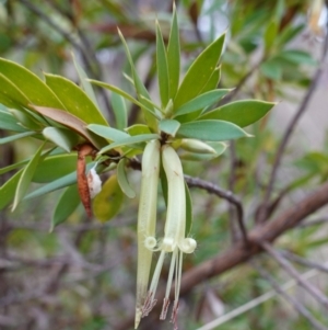 Styphelia triflora at Carwoola, NSW - 31 May 2023