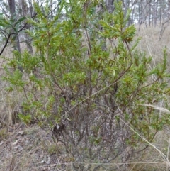 Styphelia triflora at Carwoola, NSW - 31 May 2023