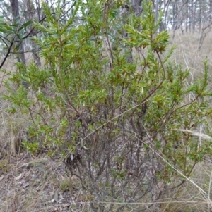 Styphelia triflora at Carwoola, NSW - 31 May 2023