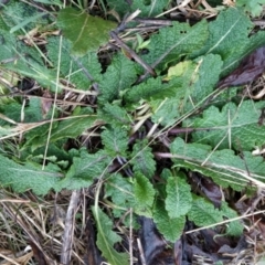 Salvia verbenaca var. verbenaca (Wild Sage) at Fadden, ACT - 13 Aug 2023 by KumikoCallaway