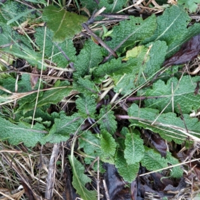 Salvia verbenaca var. verbenaca (Wild Sage) at Fadden, ACT - 12 Aug 2023 by KumikoCallaway
