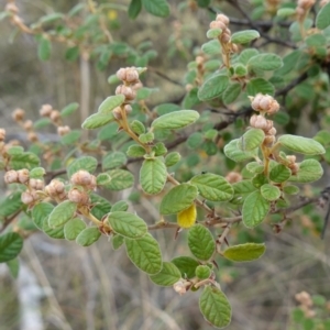 Pomaderris subcapitata at Carwoola, NSW - 31 May 2023 12:16 PM