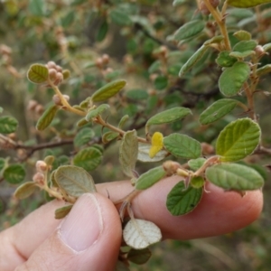 Pomaderris subcapitata at Carwoola, NSW - 31 May 2023 12:16 PM