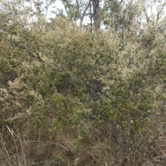 Pomaderris subcapitata at Carwoola, NSW - 31 May 2023 12:16 PM