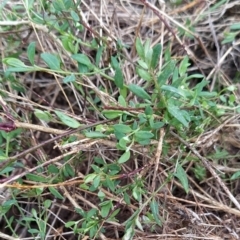 Einadia nutans subsp. nutans (Climbing Saltbush) at Fadden, ACT - 13 Aug 2023 by KumikoCallaway