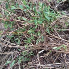 Einadia nutans subsp. nutans at Fadden, ACT - 13 Aug 2023