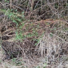 Einadia nutans subsp. nutans at Fadden, ACT - 13 Aug 2023