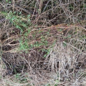 Einadia nutans subsp. nutans at Fadden, ACT - 13 Aug 2023