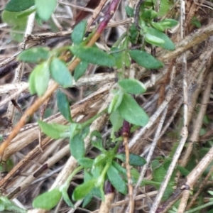 Einadia nutans subsp. nutans at Fadden, ACT - 13 Aug 2023