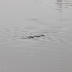 Ornithorhynchus anatinus at Denman Prospect, ACT - 13 Aug 2023