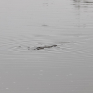 Ornithorhynchus anatinus at Denman Prospect, ACT - 13 Aug 2023 08:29 AM