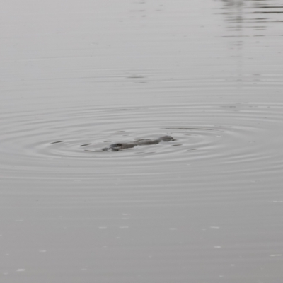 Ornithorhynchus anatinus (Platypus) at Denman Prospect, ACT - 12 Aug 2023 by JimL