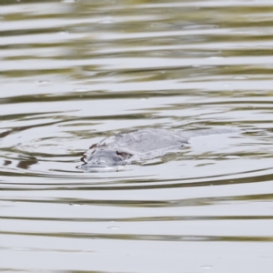 Ornithorhynchus anatinus at Denman Prospect, ACT - 13 Aug 2023