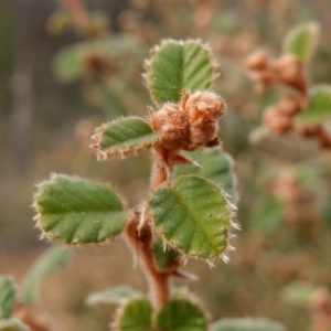 Pomaderris eriocephala at Carwoola, NSW - 31 May 2023