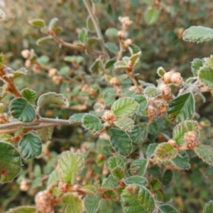 Pomaderris eriocephala at Carwoola, NSW - 31 May 2023