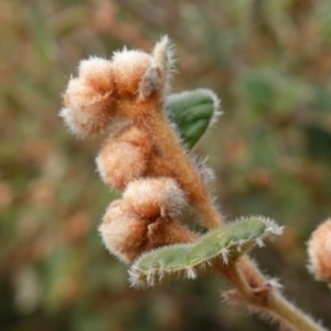 Pomaderris eriocephala at Carwoola, NSW - 31 May 2023