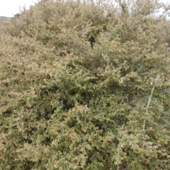 Pomaderris eriocephala at Carwoola, NSW - 31 May 2023