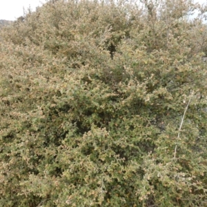 Pomaderris eriocephala at Carwoola, NSW - 31 May 2023