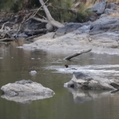 Chenonetta jubata (Australian Wood Duck) at Molonglo River Reserve - 12 Aug 2023 by JimL