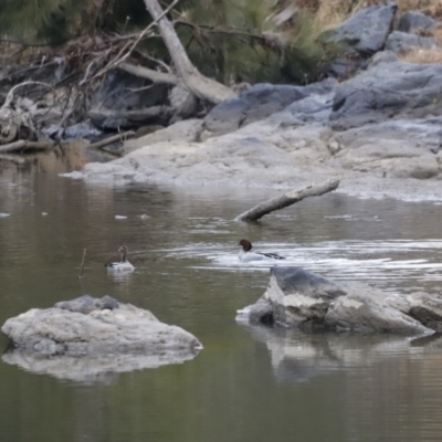 Chenonetta jubata (Australian Wood Duck) at Molonglo River Reserve - 12 Aug 2023 by JimL