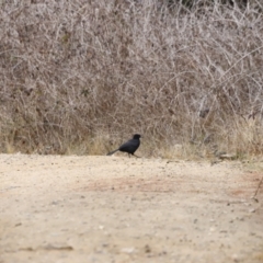 Corcorax melanorhamphos (White-winged Chough) at Denman Prospect, ACT - 12 Aug 2023 by JimL