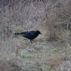 Corcorax melanorhamphos at Denman Prospect, ACT - 13 Aug 2023