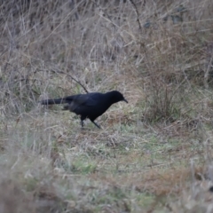 Corcorax melanorhamphos at Denman Prospect, ACT - 13 Aug 2023