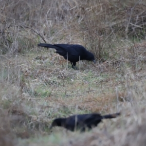 Corcorax melanorhamphos at Denman Prospect, ACT - 13 Aug 2023