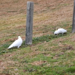 Cacatua galerita (Sulphur-crested Cockatoo) at O'Malley, ACT - 12 Aug 2023 by Mike