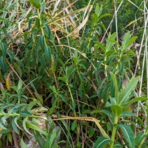 Euphorbia oblongata at Holder, ACT - 13 Aug 2023