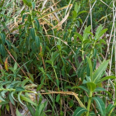 Euphorbia oblongata (Egg-leaf Spurge) at Holder, ACT - 13 Aug 2023 by Miranda