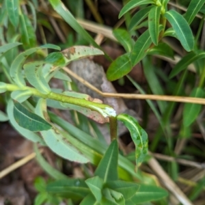 Euphorbia oblongata at Holder, ACT - 13 Aug 2023