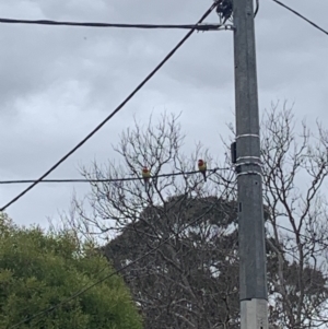 Platycercus eximius at Ainslie, ACT - 13 Aug 2023