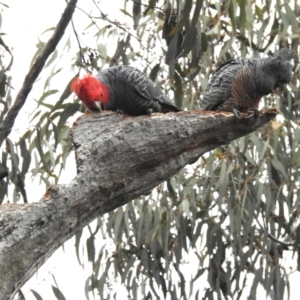 Callocephalon fimbriatum at Kambah, ACT - 13 Aug 2023