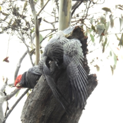 Callocephalon fimbriatum at Kambah, ACT - suppressed