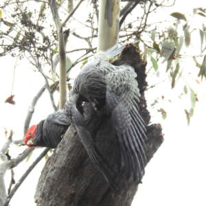 Callocephalon fimbriatum at Kambah, ACT - suppressed