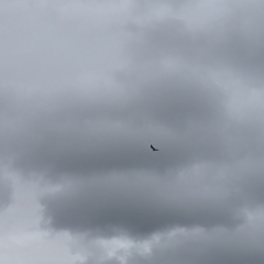 Elanus axillaris at Holder, ACT - 13 Aug 2023