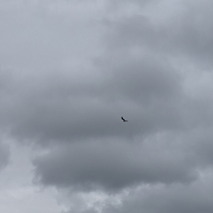 Elanus axillaris at Holder, ACT - 13 Aug 2023