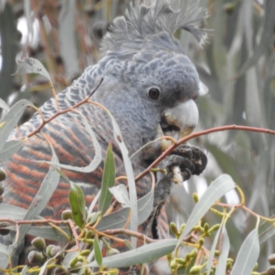 Callocephalon fimbriatum (Gang-gang Cockatoo) at Kambah, ACT - 13 Aug 2023 by HelenCross