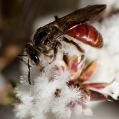 Lasioglossum (Parasphecodes) sp. (genus & subgenus) (Halictid bee) at Stromlo, ACT - 7 Aug 2023 by KorinneM