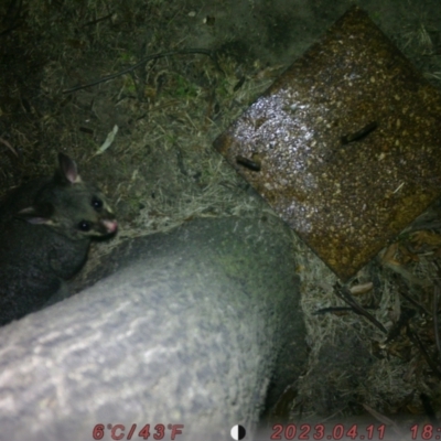 Trichosurus vulpecula (Common Brushtail Possum) at Lower Borough, NSW - 4 Aug 2023 by tima