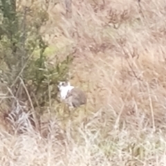 Oryctolagus cuniculus (European Rabbit) at O'Malley, ACT - 13 Aug 2023 by Mike