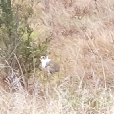 Oryctolagus cuniculus (European Rabbit) at O'Malley, ACT - 12 Aug 2023 by Mike