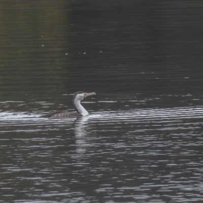 Phalacrocorax varius (Pied Cormorant) at Belconnen, ACT - 13 Aug 2023 by rawshorty