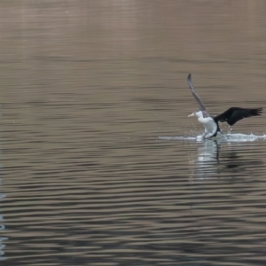 Phalacrocorax varius at Belconnen, ACT - 13 Aug 2023 12:01 PM