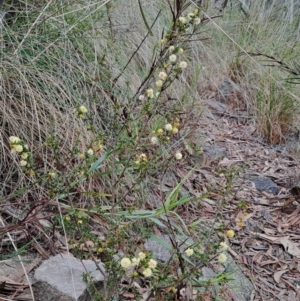 Acacia gunnii at Fadden, ACT - 13 Aug 2023 02:20 PM