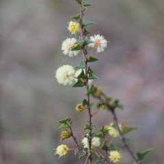 Acacia gunnii at Fadden, ACT - 13 Aug 2023 02:20 PM