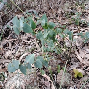 Veronica perfoliata at Fadden, ACT - 13 Aug 2023