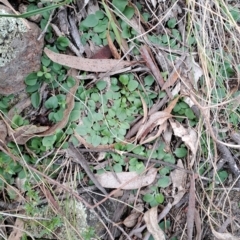 Diplodium sp. at Fadden, ACT - 13 Aug 2023